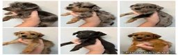Jackapoo dogs for sale: Gorgeous Tiny Jackapoo’s - Advert 1
