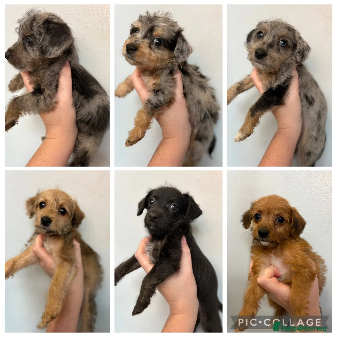 Jackapoo dogs for sale: Gorgeous Tiny Jackapoo’s - Advert 1