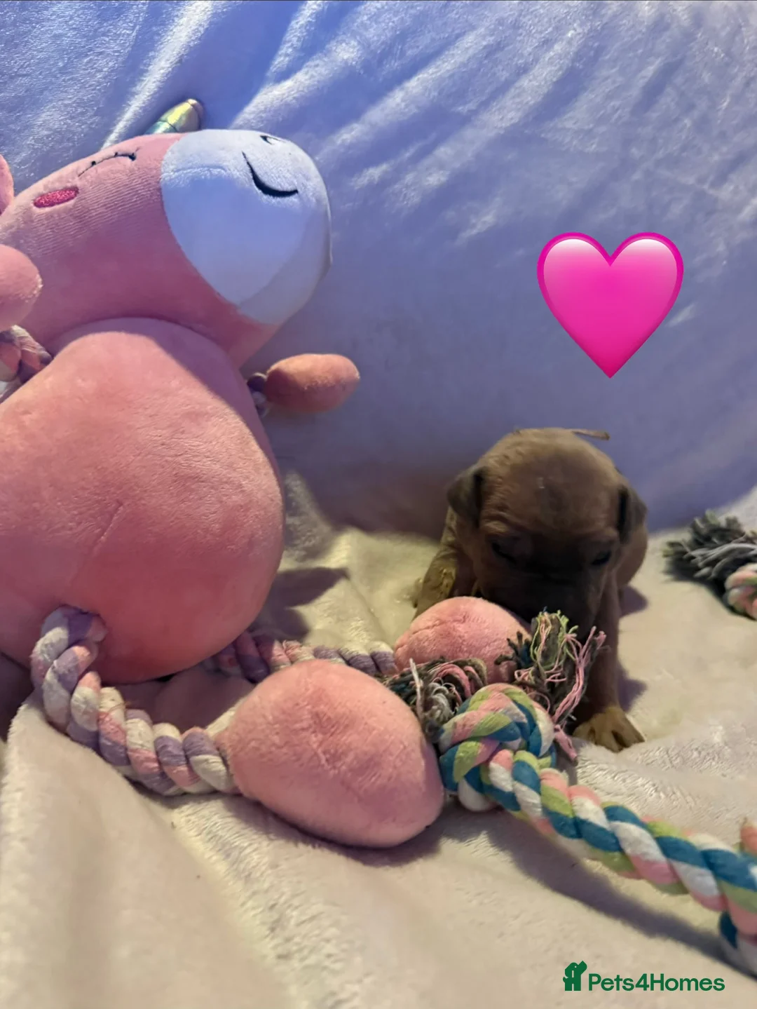 Cane Corso dogs for sale: Cane corso puppies ICCF registered  - Advert 33