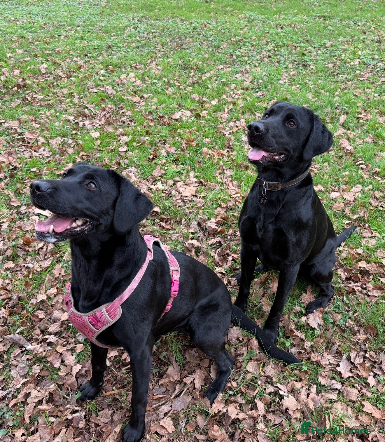 Labrador Retriever dogs 🐾 Outstanding KC Labrador pups Top Health Tested - Advert 1