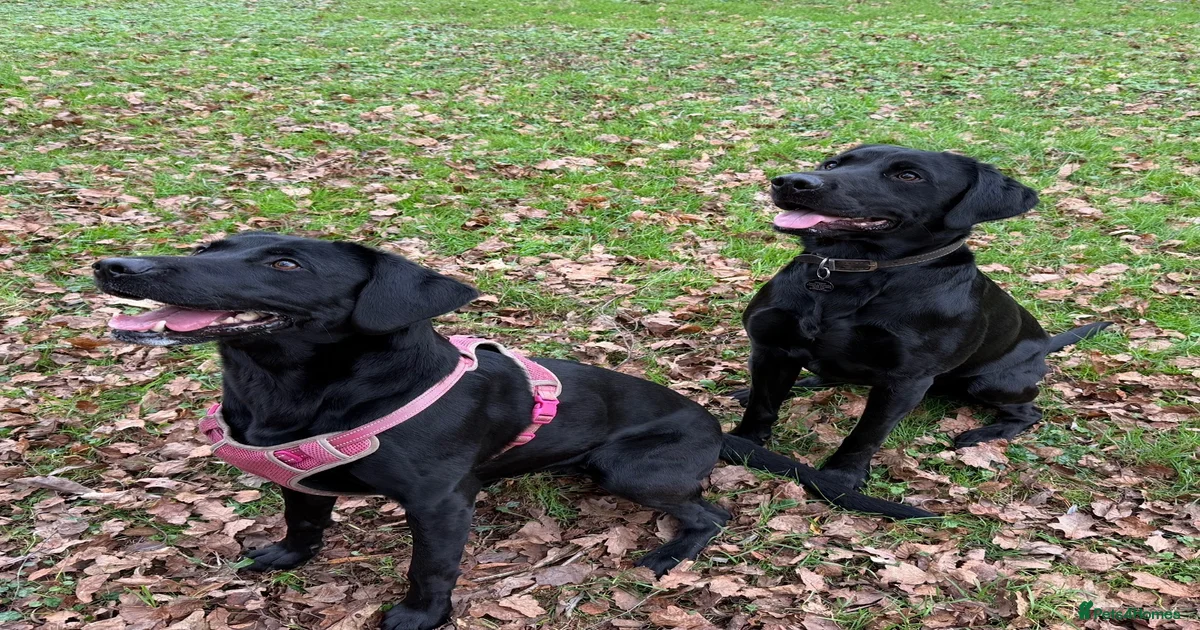 Labrador Retriever Puppies for sale in Devon | Pets4Homes