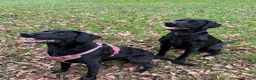 Labrador Retriever dogs for sale: 🐾 Outstanding KC Labrador pups Top Health Tested in Newton Abbot - Advert 1