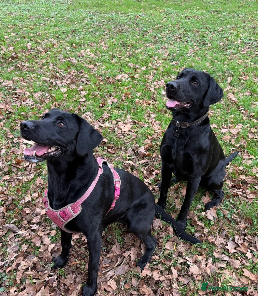 Labrador Retriever dogs for sale: 🐾 Outstanding KC Labrador pups Top Health Tested in Newton Abbot - Advert 1