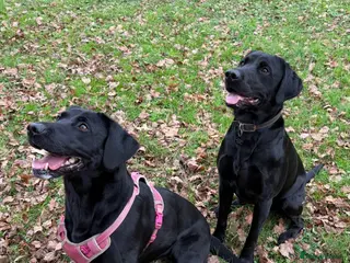 Labrador Retriever dogs 🐾 Outstanding KC Labrador pups Top Health Tested - Advert 1