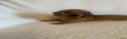 Miniature Dachshund dogs for sale: Litter of shaded red miniature Daschunds  - Advert 25