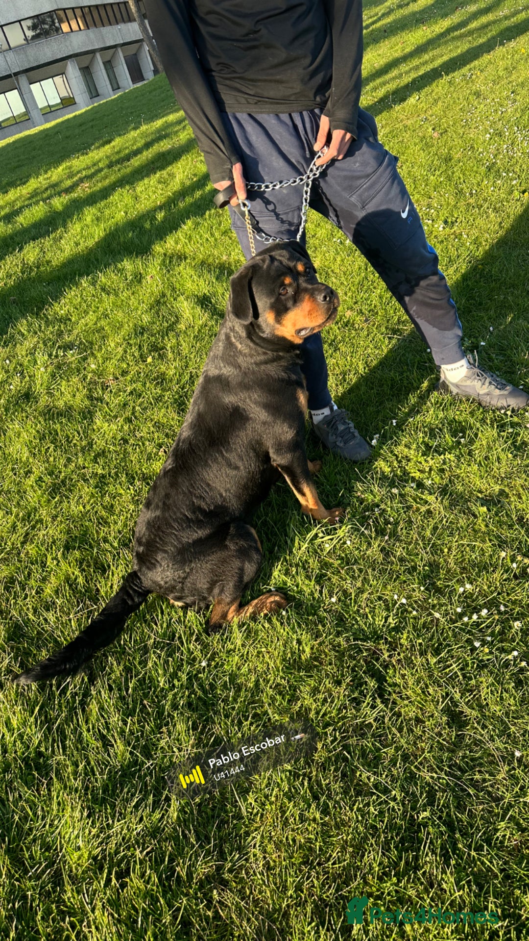 Rottweiler dogs for sale: Female Rottweiler  - Advert 7