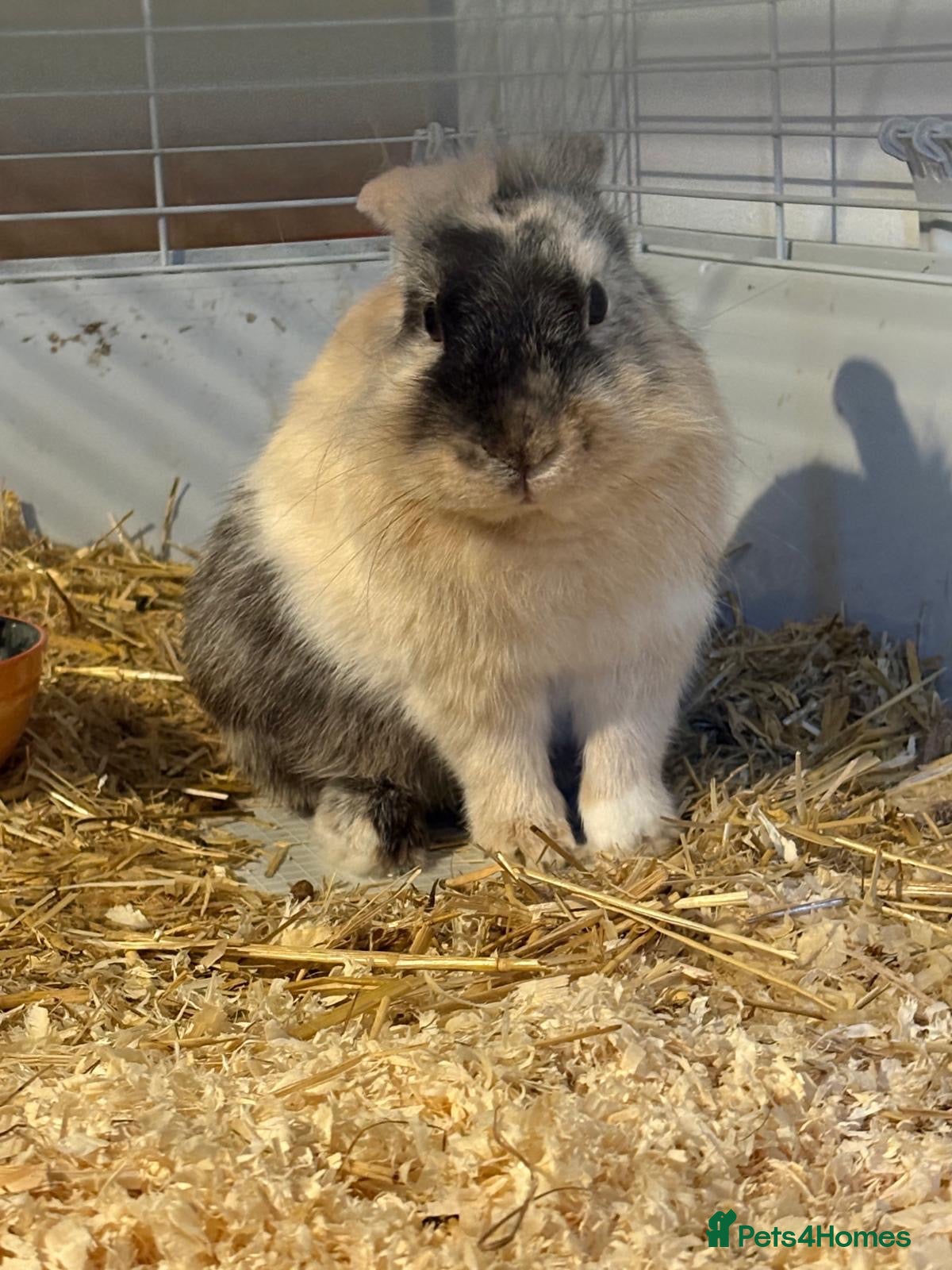 Mixed Breed rabbits Male Rabbit Needing New Home - Advert 1