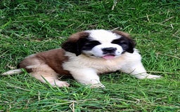 Saint Bernard dogs for sale: KC reg Saint Bernard puppies READY NOW - Image 25