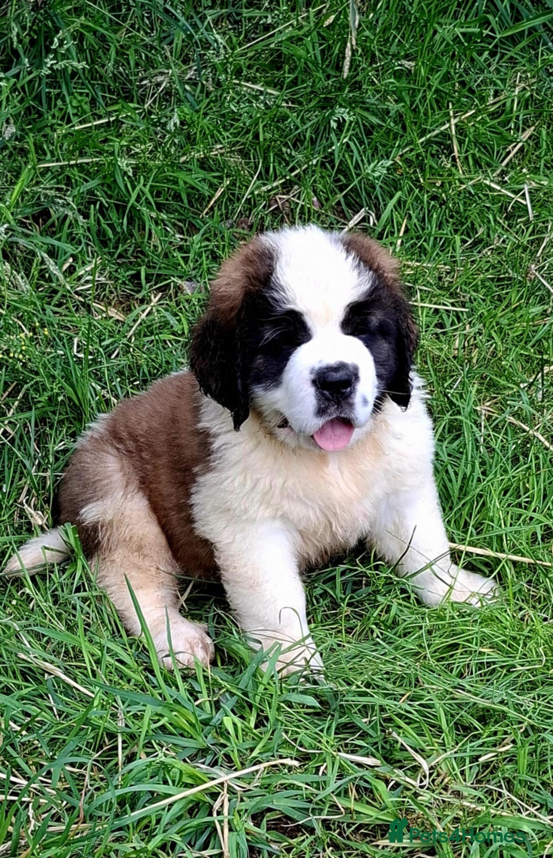Saint Bernard dogs for sale: KC reg Saint Bernard puppies READY NOW - Image 25