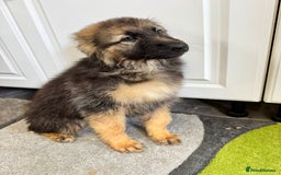 German Shepherd dogs for sale: German shepherd puppies  - Image 18