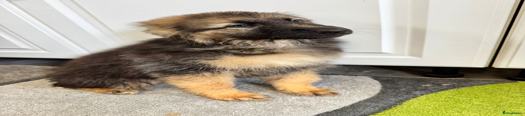 German Shepherd Puppy 7