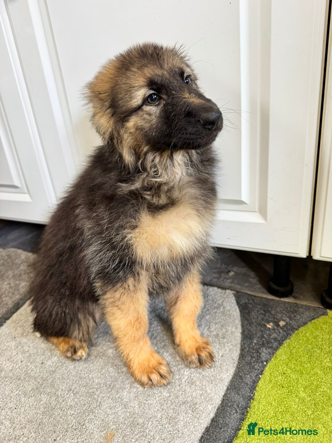 German Shepherd dogs for sale: German shepherd puppies  - Image 18