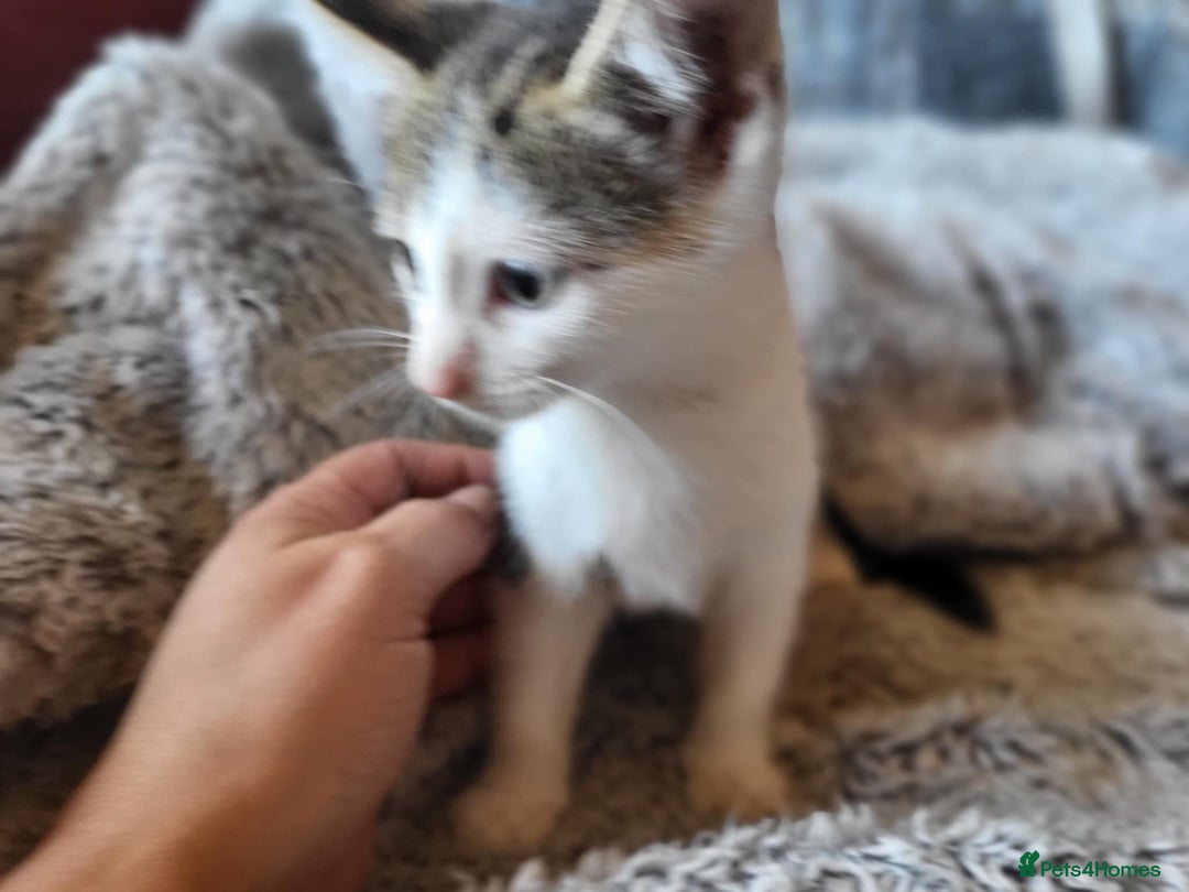 Mixed Breed cats for sale: 4 beautiful little kittens  - Image 6