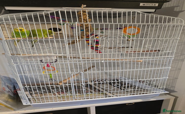 Budgerigars birds Pair of beautiful budgies  - Advert 1