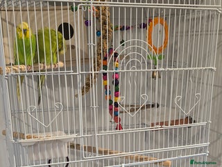 Budgerigars birds Pair of beautiful budgies - Advert 1