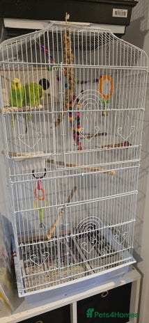 Budgerigars birds Pair of beautiful budgies - Advert 1