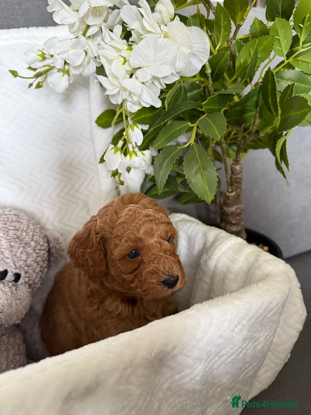 Cavapoo dogs for sale: F1B cavapoo puppies - Image 18