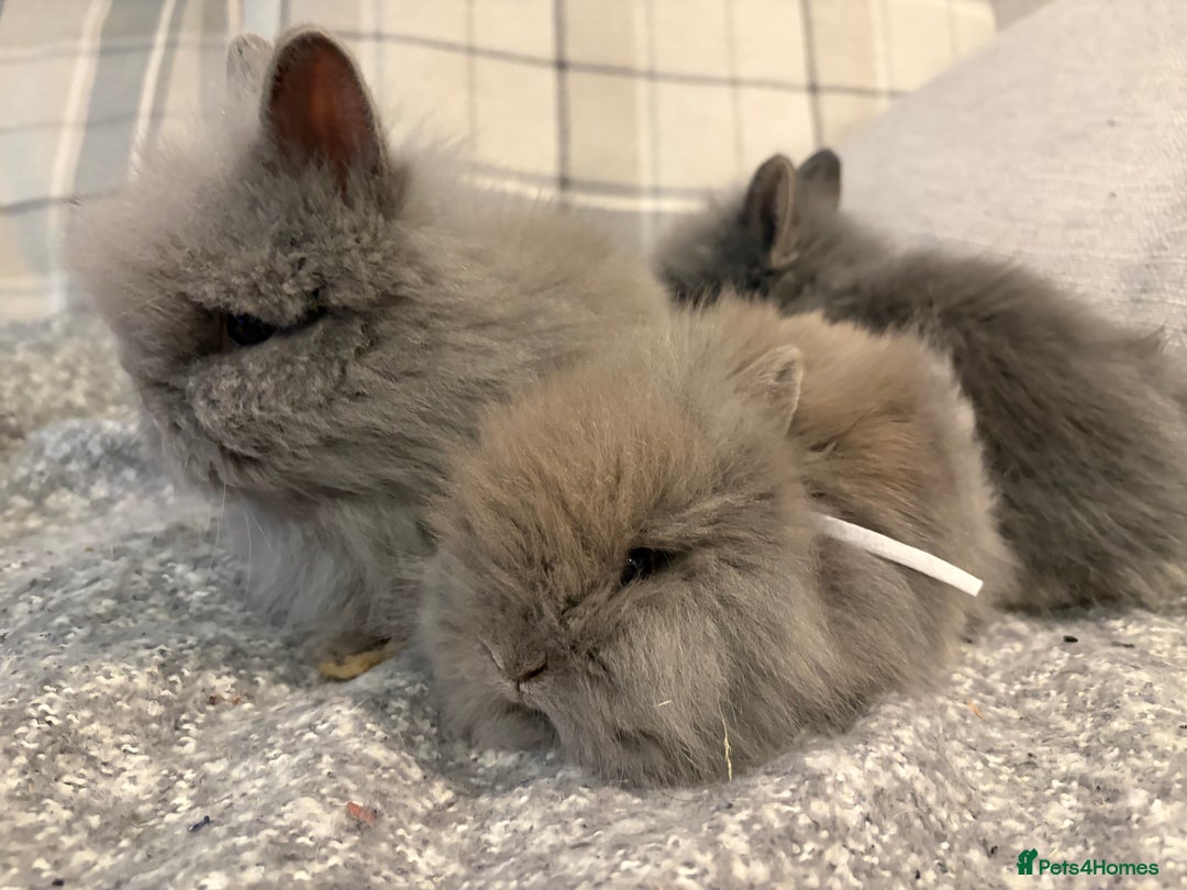 Lionhead rabbits for sale: Double maned lion head bunnies for sale  - Image 8