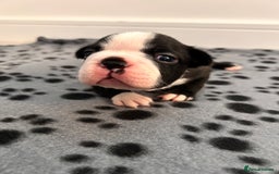 Boston Terrier dogs for sale: Beautiful Chunky KC Boston Terrier Puppies - Image 23