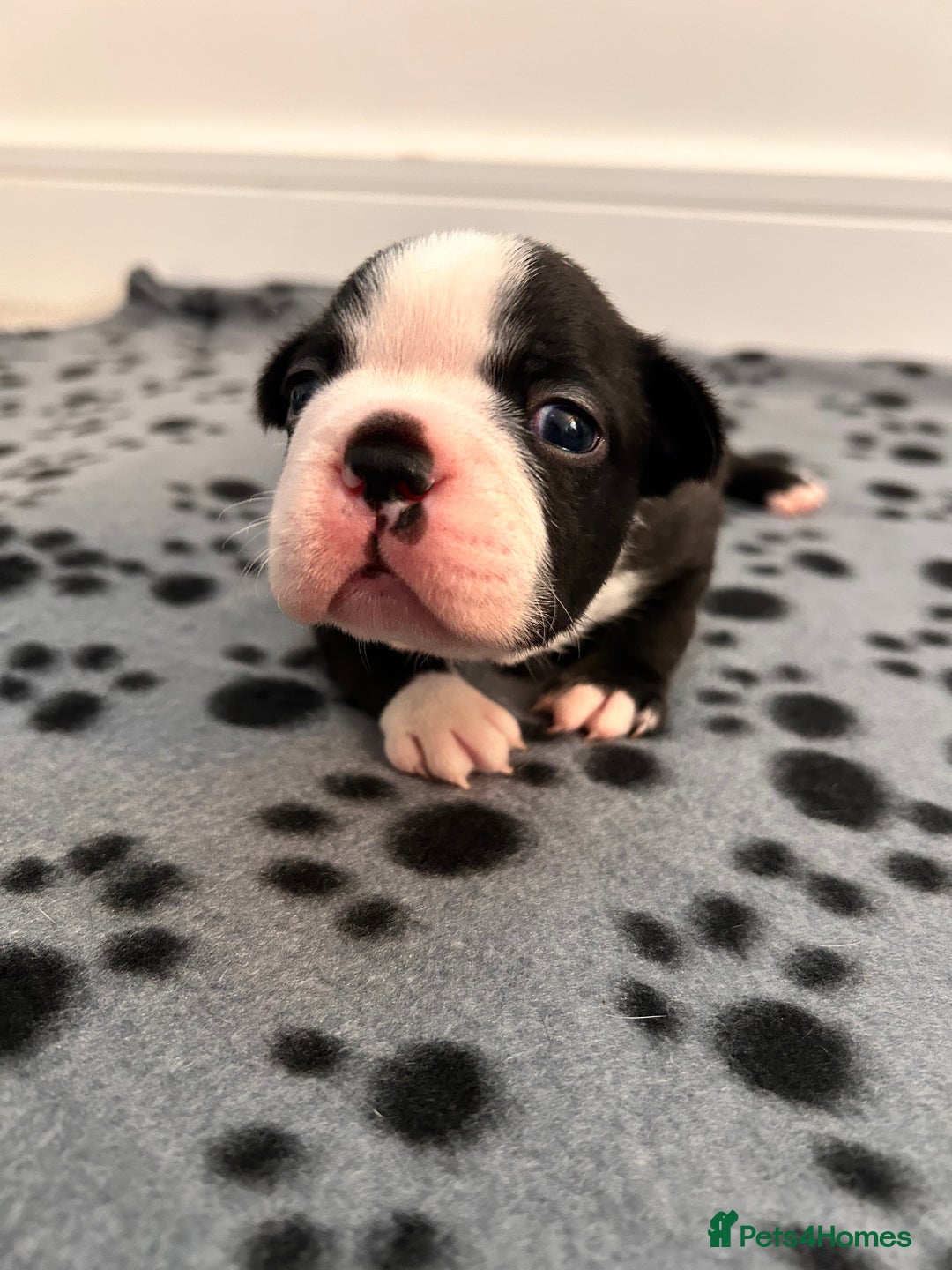 Boston Terrier dogs for sale: Beautiful Chunky KC Boston Terrier Puppies - Image 23