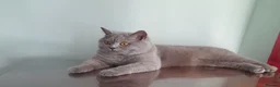 British Shorthair cats for sale: Beautiful Lilac Female British Shorthair 💜🐾 - Advert 8