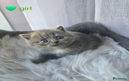 British Shorthair cats for sale: A charming kitten will be available in December. - Image 14