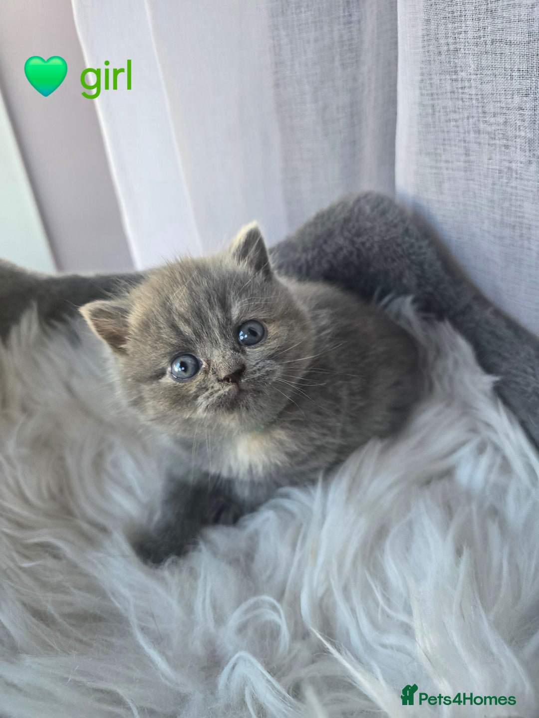 British Shorthair cats for sale: A charming kitten will be available in December. - Image 14