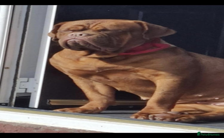 Dogue De Bordeaux dogs in Wigan - Advert 10