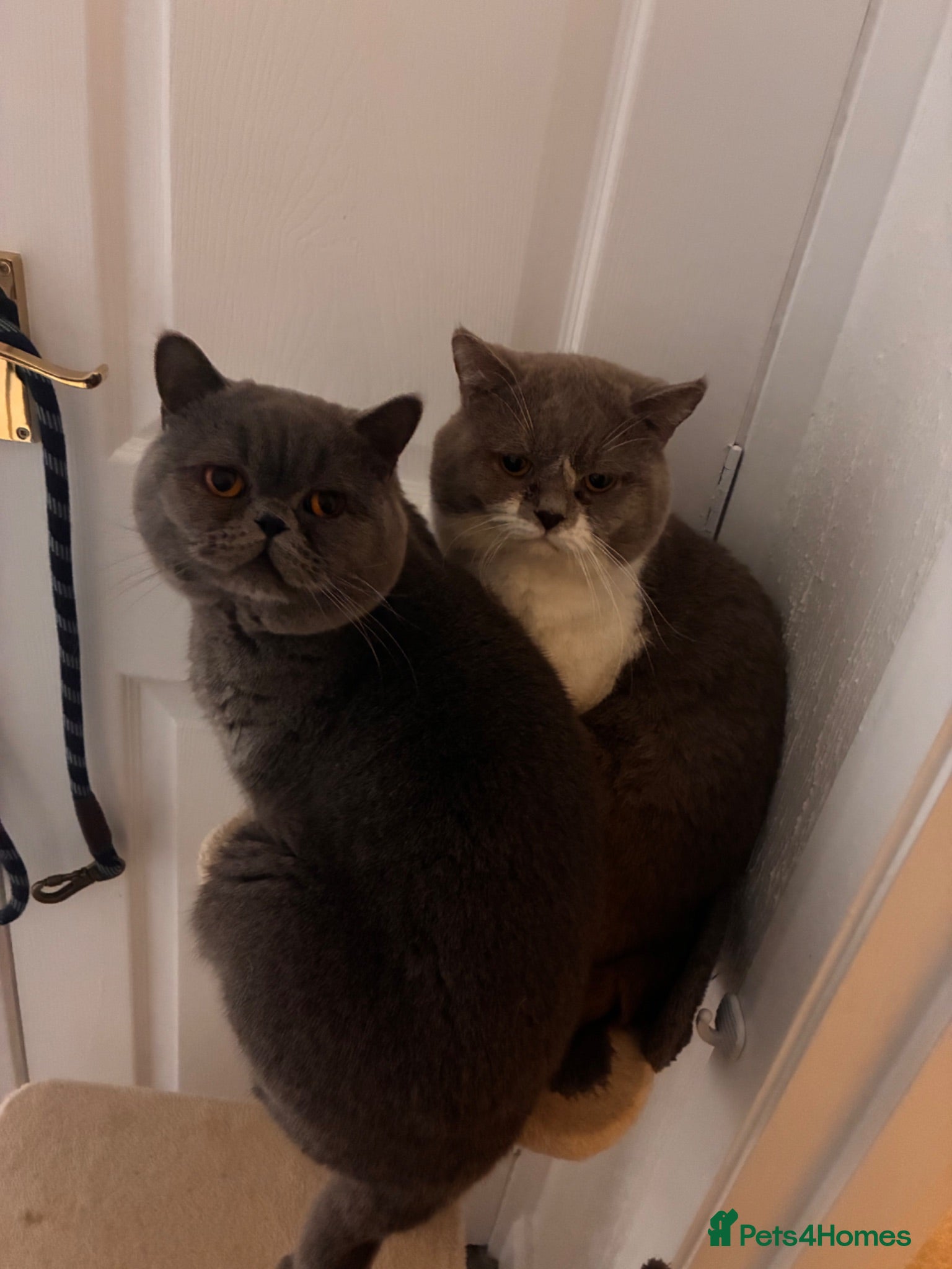 Ragdoll cats 3 adult cats - 2 Full British short hair brothers - Advert 14