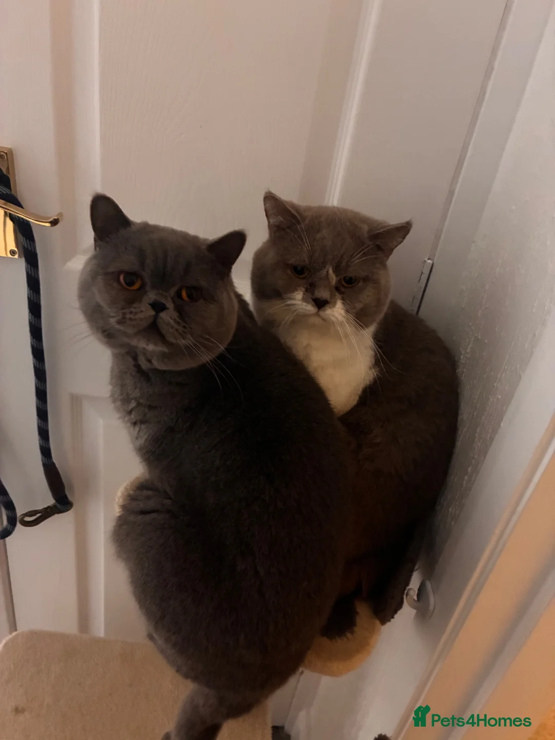 Ragdoll cats for sale: 3 adult cats - 2 Full British short hair brothers - Advert 1