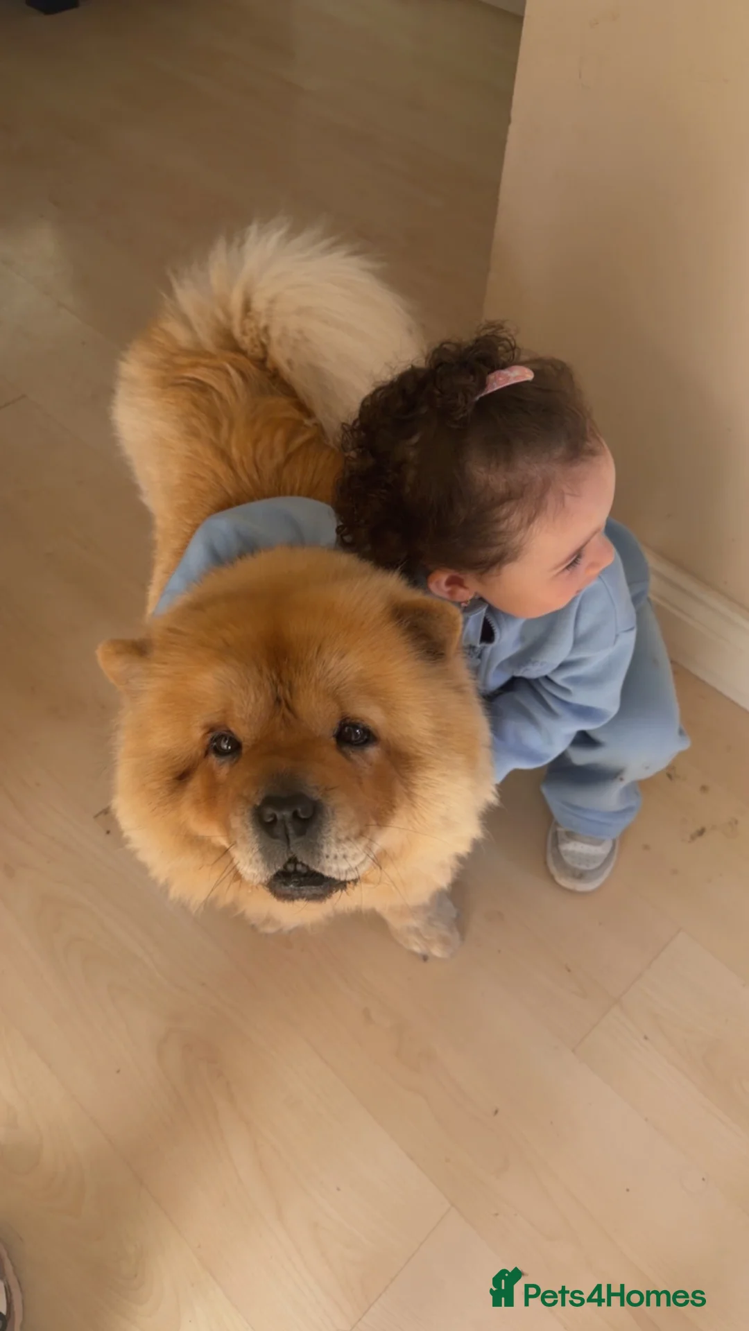 Chow Chow dogs for sale: Beautiful chow chow  - Advert 2