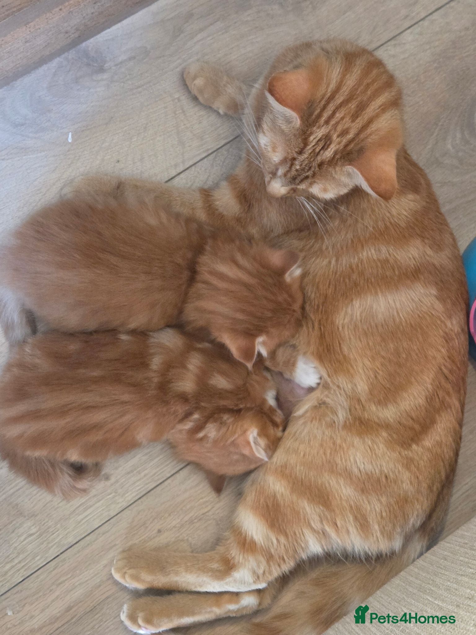 Mixed Breed cats 3 ginger kittens - Advert 1