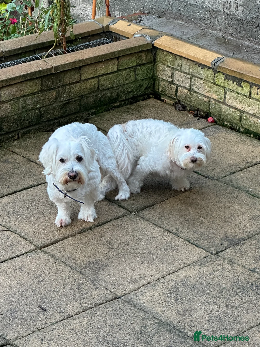Bichon Frise dogs for sale: Adorable Bichon Frise Puppies - Advert 7
