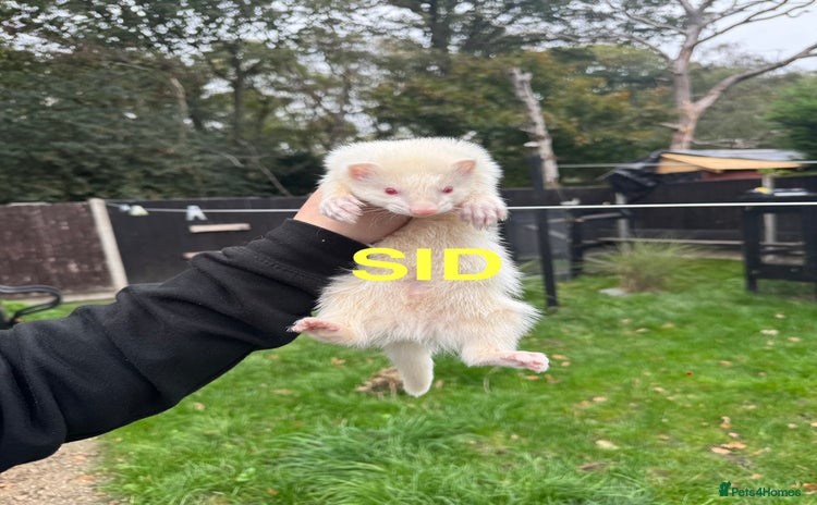 Ferret rodents - Advert 15