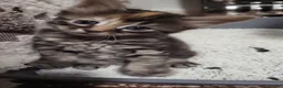 Bengal cats for sale: Black Bengal x Nebelung. in Camborne - Advert 12