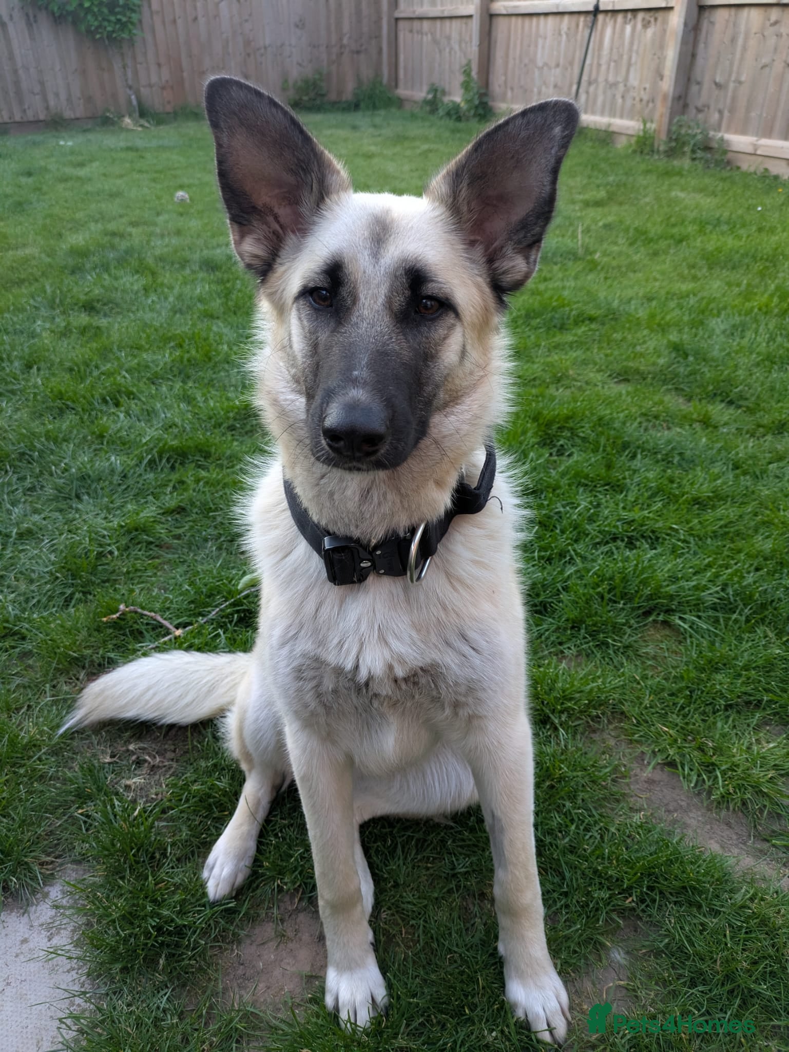 Mixed Breed dogs ❤️MAYA❤️ 12 MONTHS OLD -MEDIUM-LOYAL-GENTLE-SOFT - Advert 1