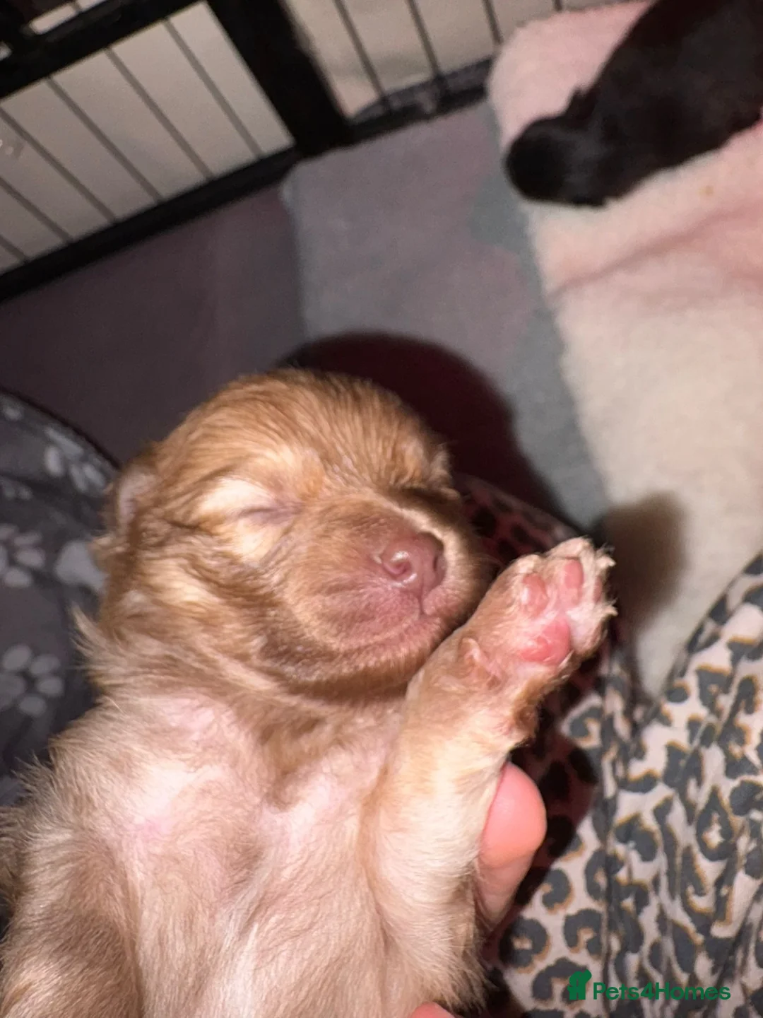 Pomeranian dogs for sale: Beatuful tiny Russian Pomeranian’s  - Advert 4