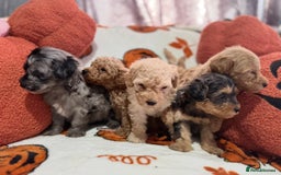 Cavapoo dogs for sale: Beautiful Cavapoo puppies  - Image 2