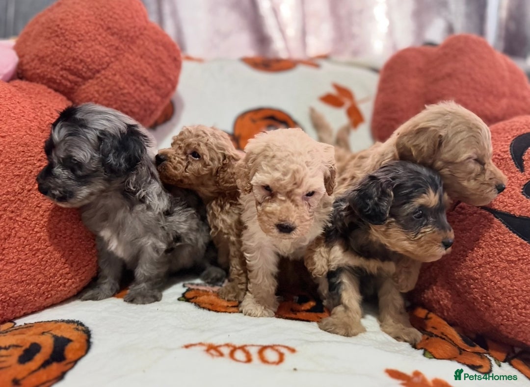 Cavapoo dogs for sale: Beautiful Cavapoo puppies  - Image 2