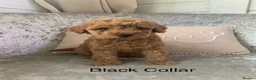 Toy Poodle dogs for sale: 🐩Outstanding Toy Poodle Puppies – Ready to view🐩 - Advert 28