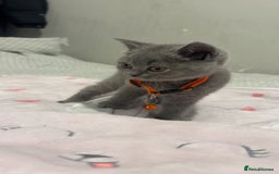 British Shorthair cats for sale: Britishshorthair kittens  - Advert 8