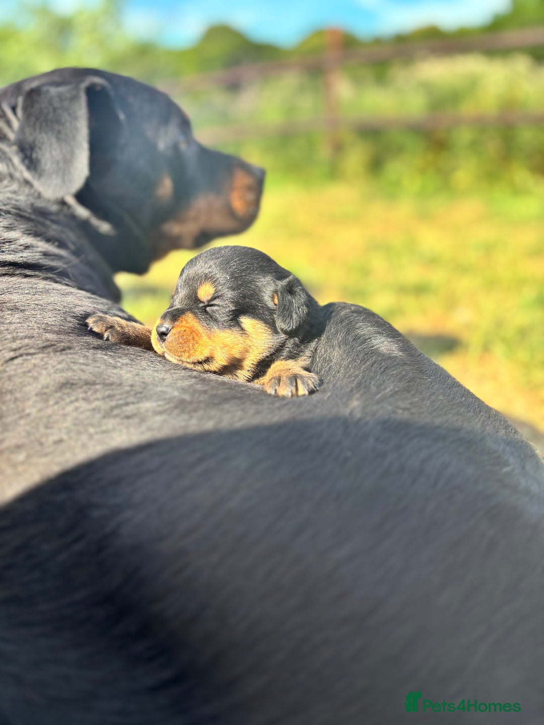 Rottweiler dogs for sale: Chunky Rottweiler puppies for sale  - Image 17