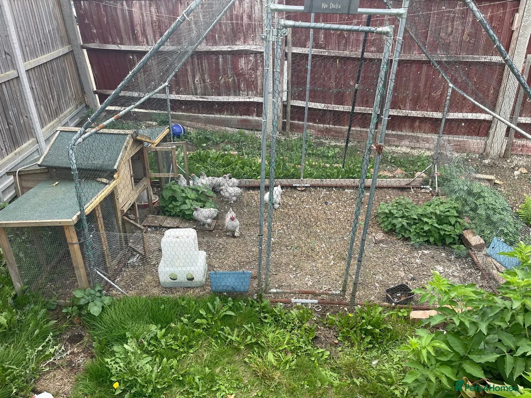 Chickens poultry for sale: Pekin Bantam chickens  - Advert 2