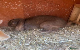 Mini Lop rabbits for sale: Adorable Purebred Mini Lops.  - Image 12