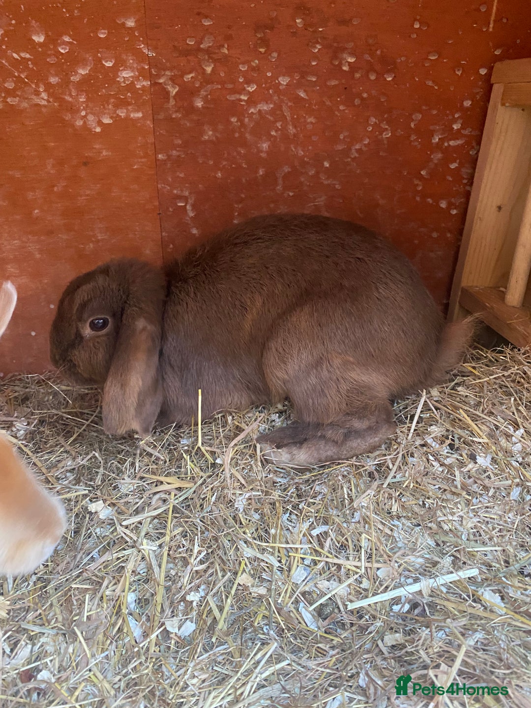 Mini Lop rabbits for sale: Adorable Purebred Mini Lops.  - Image 12