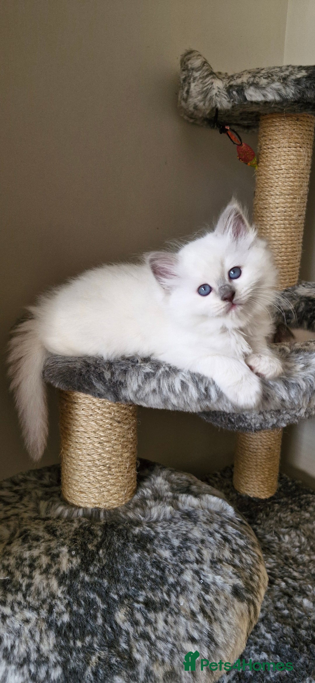Ragdoll cats for sale: 🐾Last  Girl - Genetically clear 🐾 - Image 5