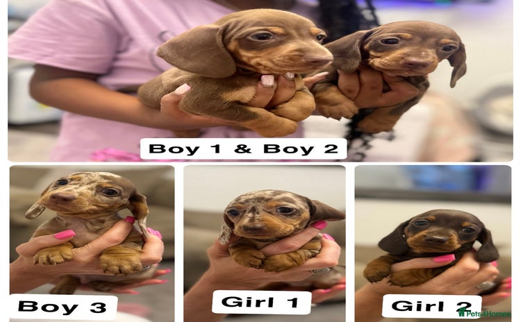 Miniature Dachshund dogs - Advert 13