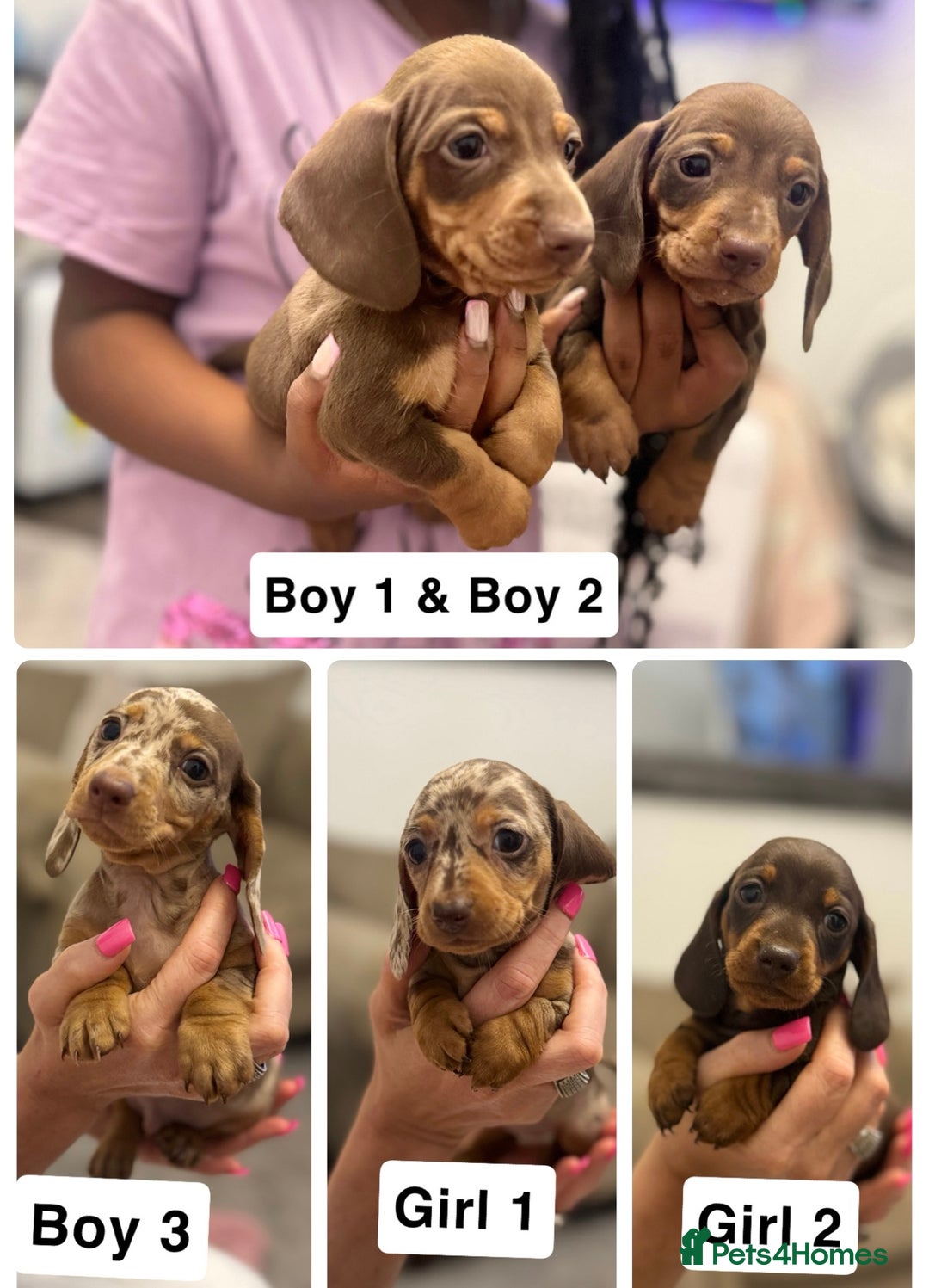 Miniature Dachshund dogs for sale: Stunning baby mini dachshunds  - Image 1