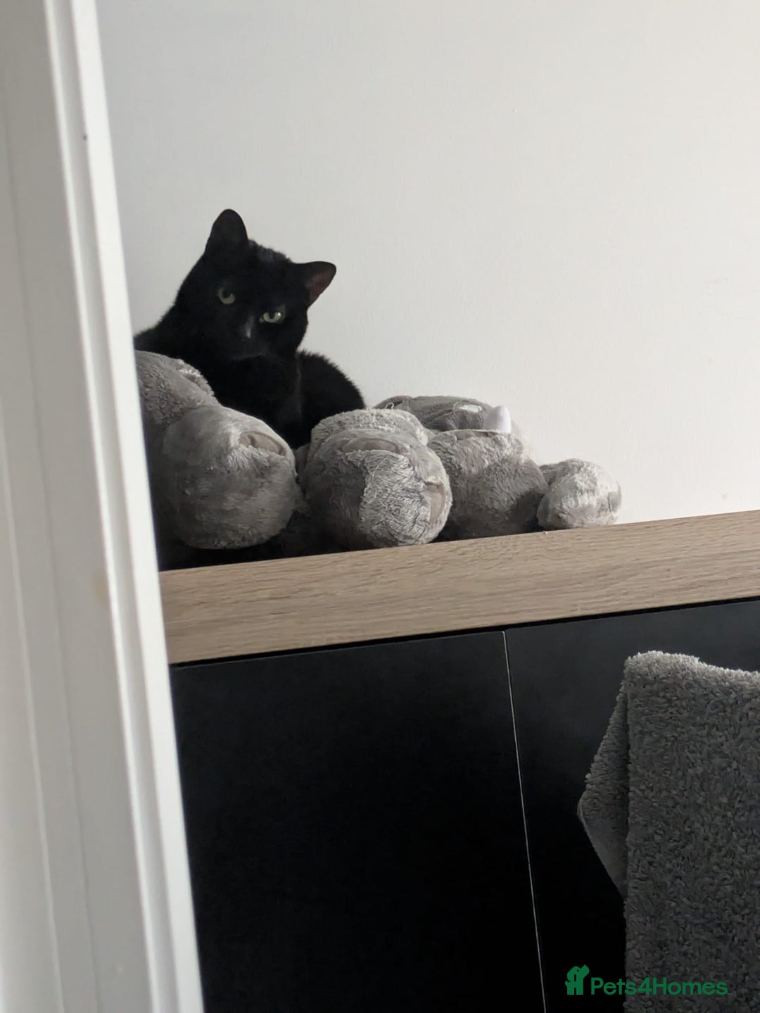 Bombay cats for sale: Female Bombay cat for sale - Image 2