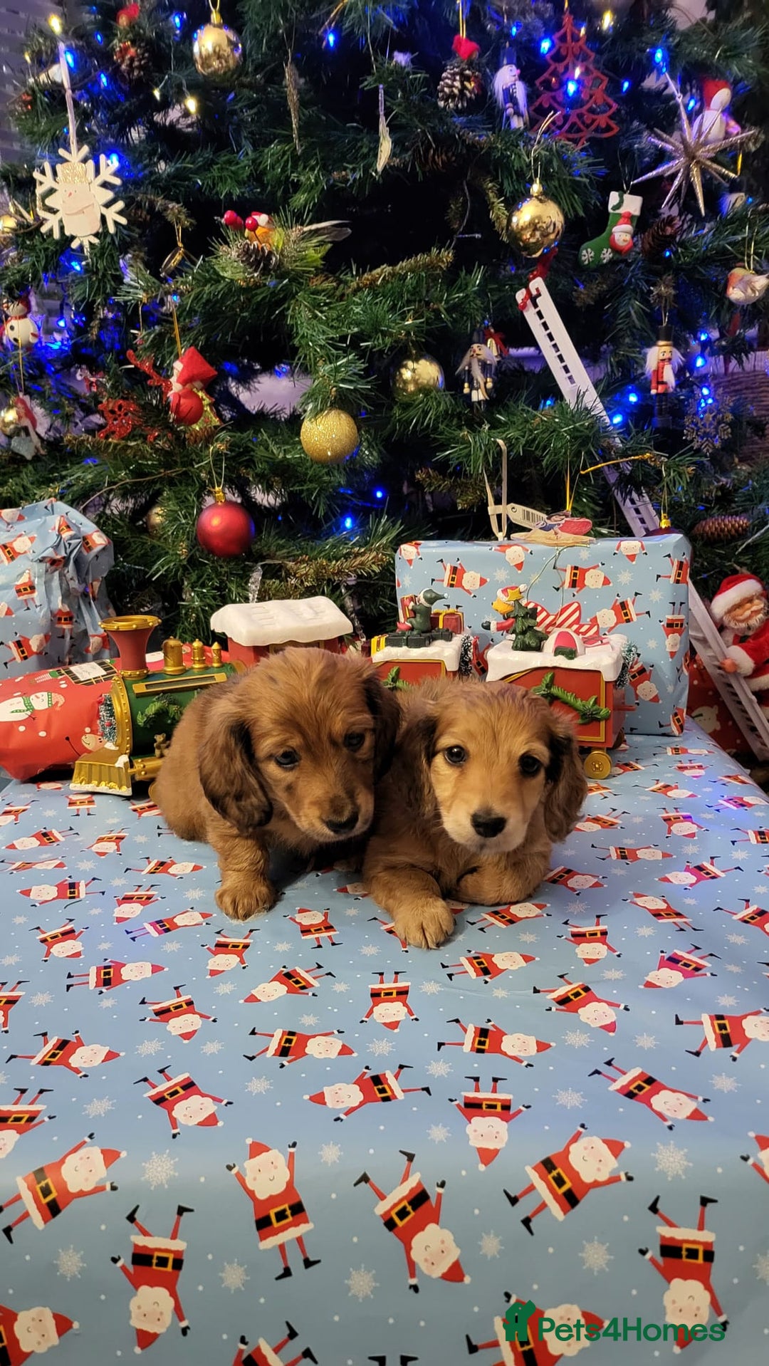 Miniature Dachshund dogs for sale: Miniature long haired daschunds  - Advert 4